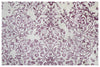 Hand Loom Printed Viscose Rugs